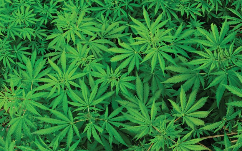 У Грузії легалізували вживання марихуани