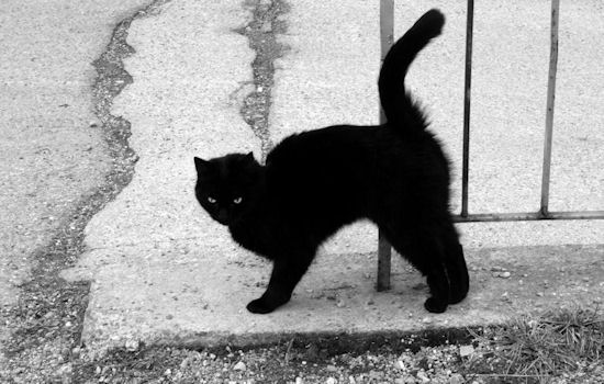 В Італії черниця через чорного кота скоїла ДТП: автівка згоріла, кіт не постраждав