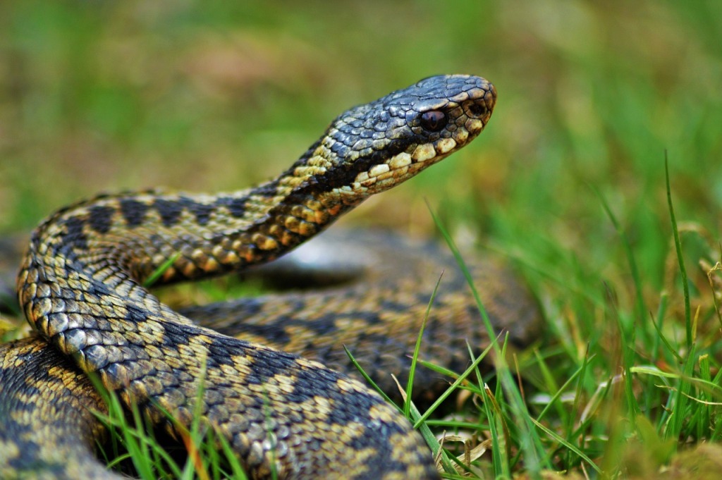 На Буковині сталися два випадки укусів зміями – ДСНС