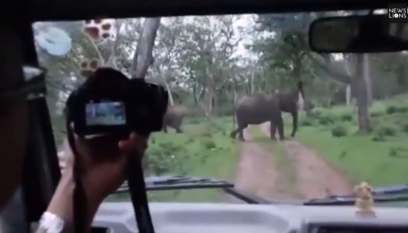 В Індії розлючений слон ледь не наздогнав туристичний автобус (відео)