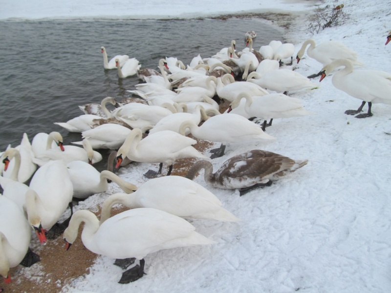 На Буковині зареєстровано випадок грипу птиці у диких лебедів