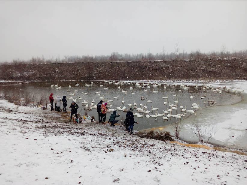 У Чорториї на Буковині зимують сотні білих лебедів (відео)
