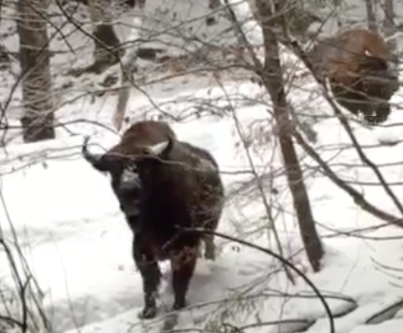 Чернівчанин зняв на відео диких зубрів у лісі: тварини наблизилися до людей на 10 метрів