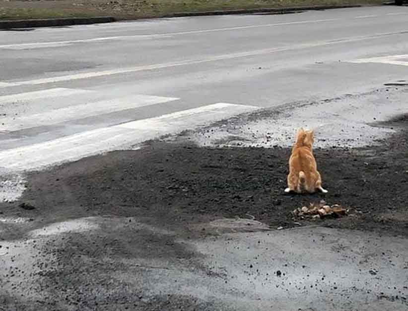 Відео з котом, який "оцінив" якість ремонту доріг, набрало майже 400