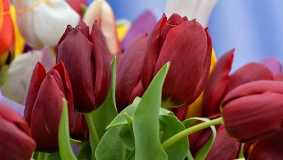 У Чернівцях до 8 березня працюватиме квітковий ярмарок