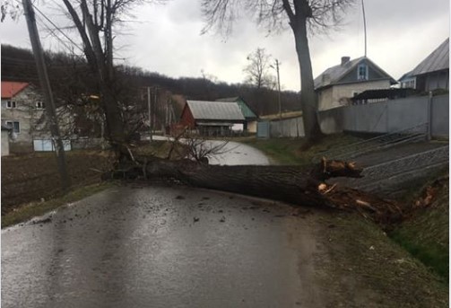У селі Тисовець велике дерево впало на дорогу, ніхто не постраждав