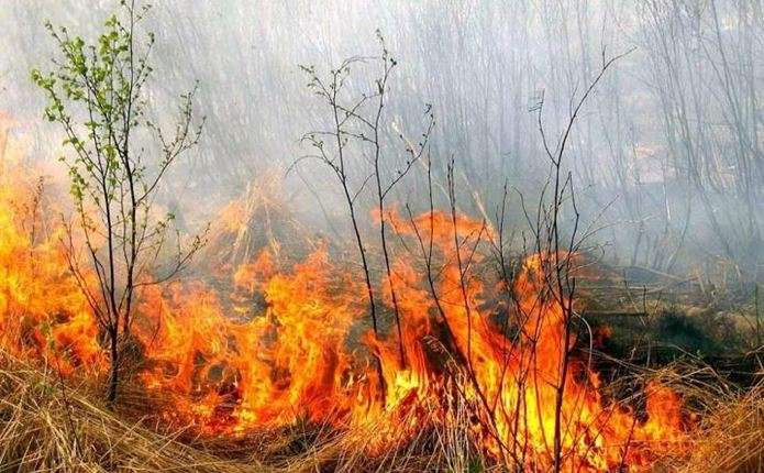 В Чернівецькій області через пожежу пошкоджено огорожу на кордоні