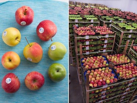 Провідний сінгапурський імпортер шукає українських експортерів яблук