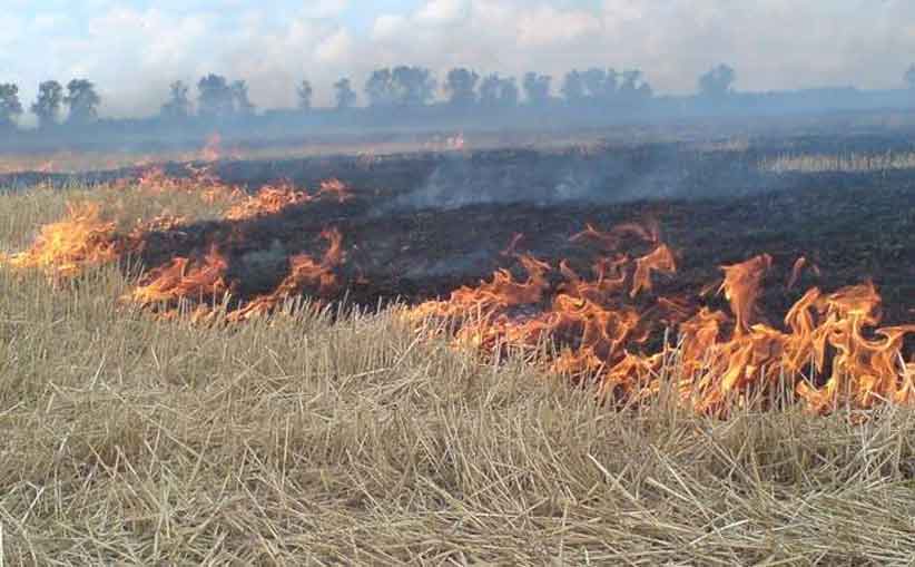 На Буковині через спалювання сухої трави загинула жінка