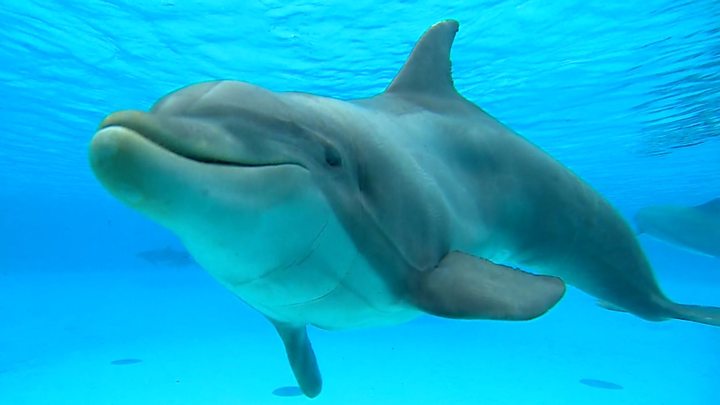 Рекордну масову загибель дельфінів зафіксували у Франції