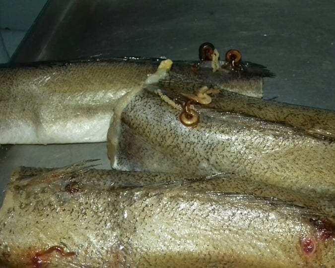 У Чернівцях в садочки завезли зіпсовану рибу – Каспрук