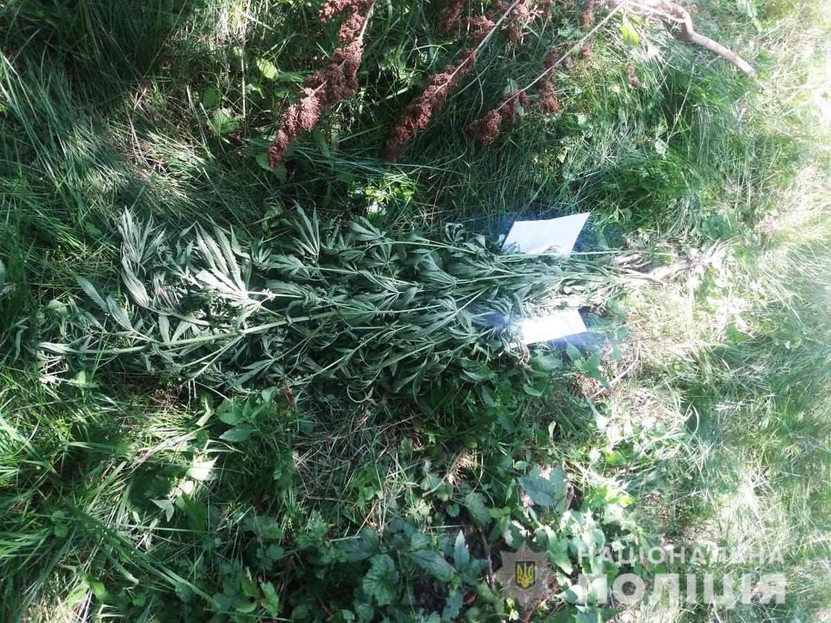 У 60-річної жительки села Бабин вилучили рослини коноплі – поліція