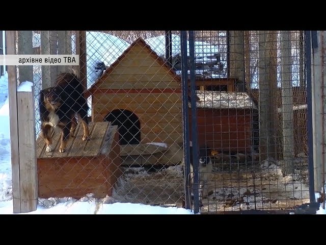 Працювати прозоро і провести аудит. Що обіцяє новий очільник Центру стерилізації тварин у Чернівцях