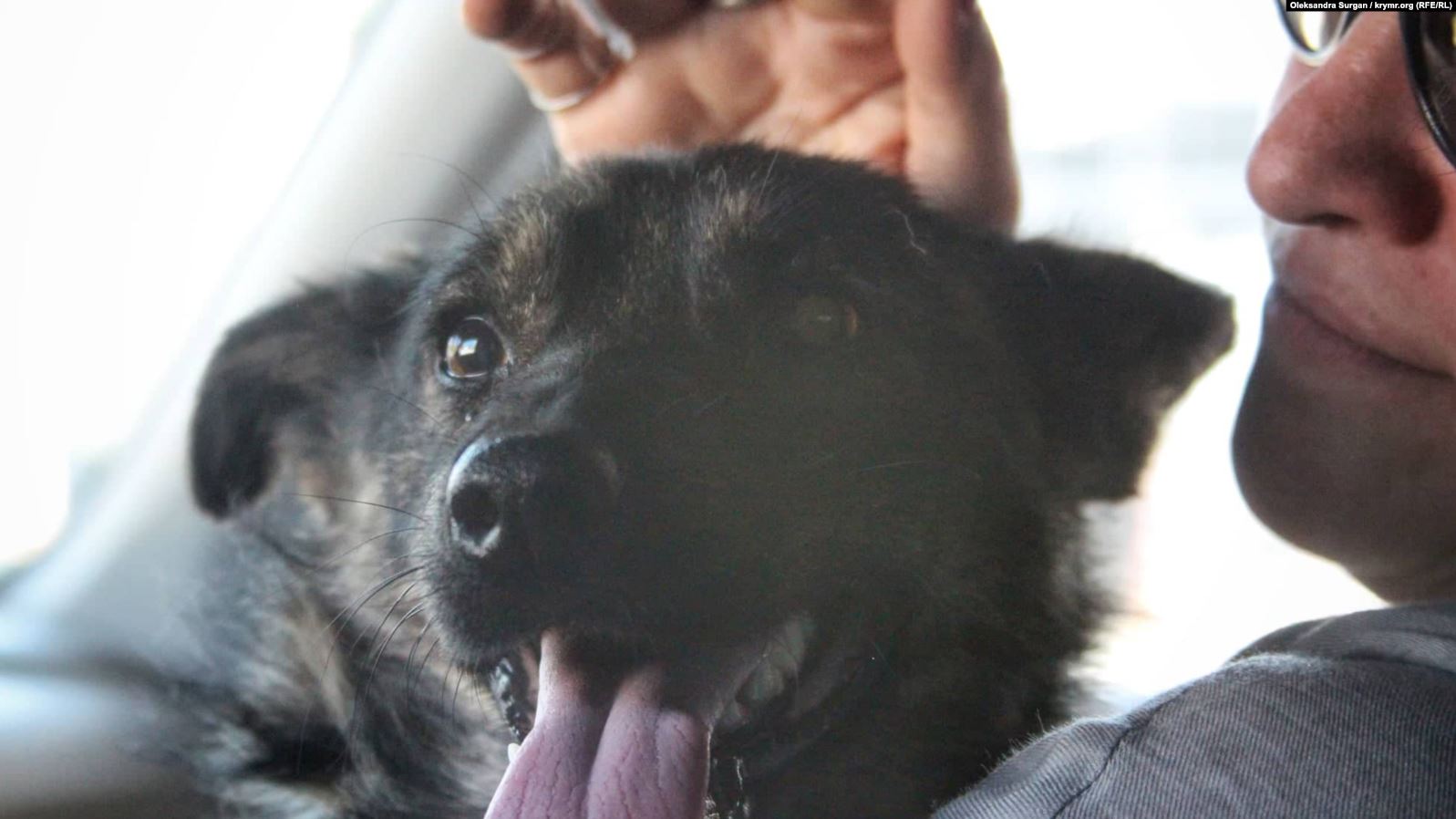 З початку року в Чернівцях бродячі собаки покусали 200 людей