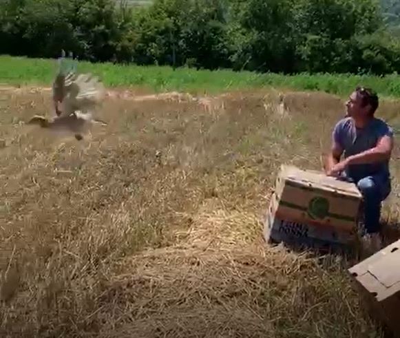 На Сторожинеччині мисливці випустили двісті молодих фазанів