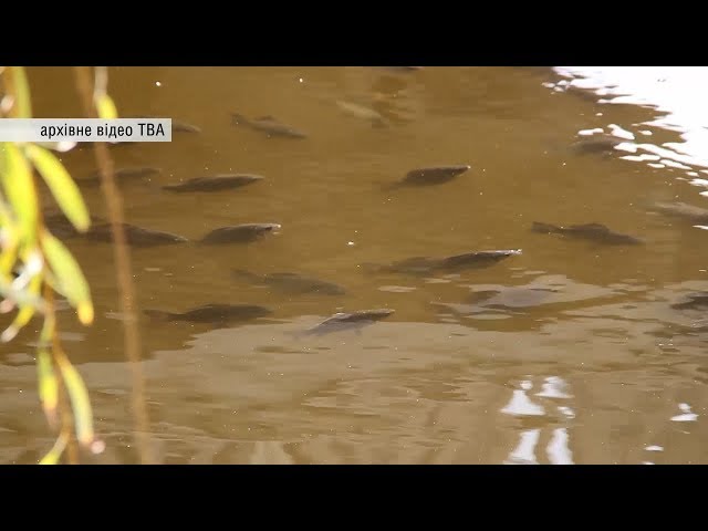 Риба може загинути у водоймах Чернівецької області