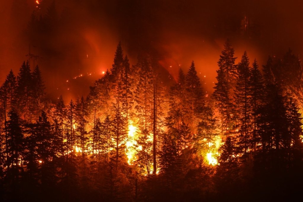 Лісові пожежі у Сибіру: є загроза екології усього континенту (відео)