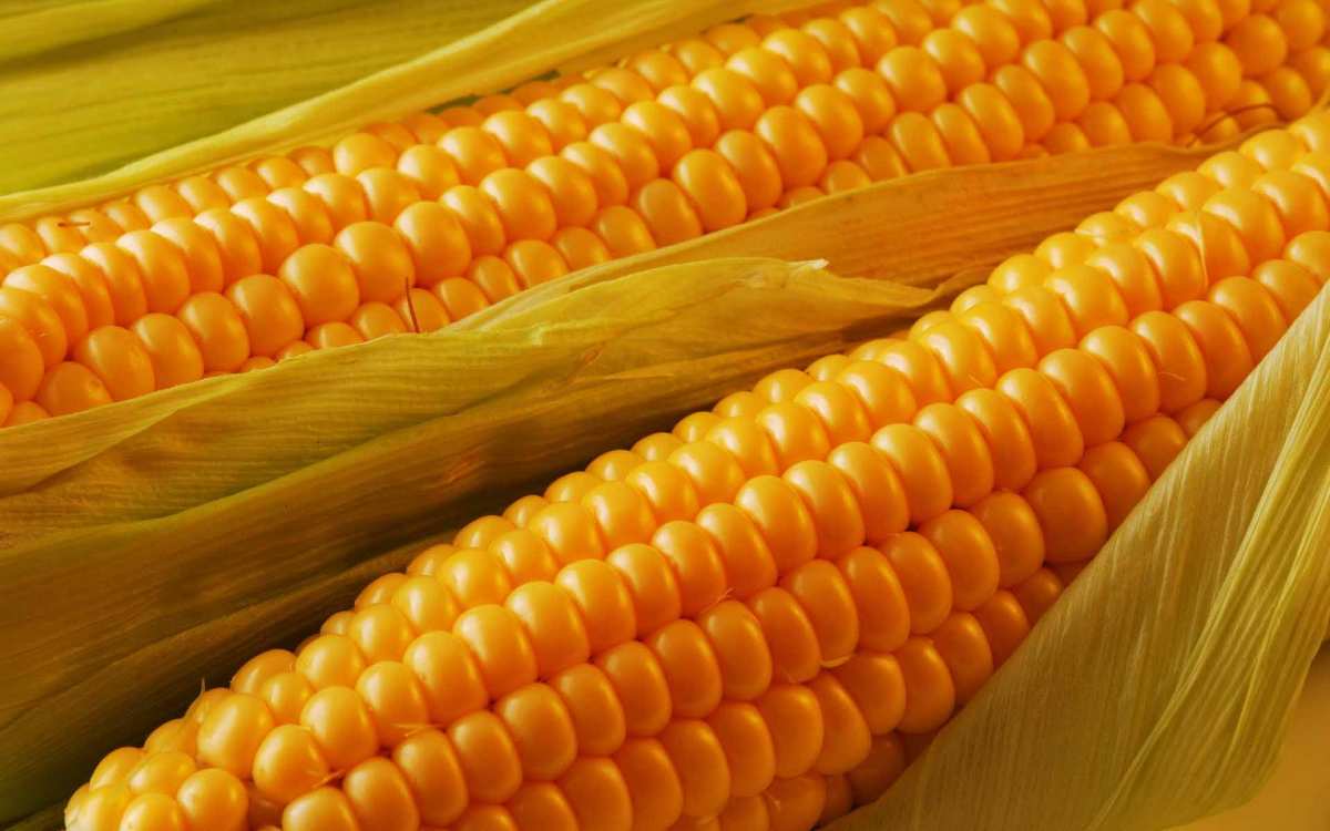 Найбільший урожай в історії України: Мінагрополітики повідомило про збір 40 млн тонн кукурудзи