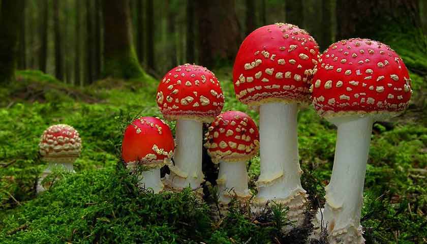 На Буковині отруїлися грибами четверо людей