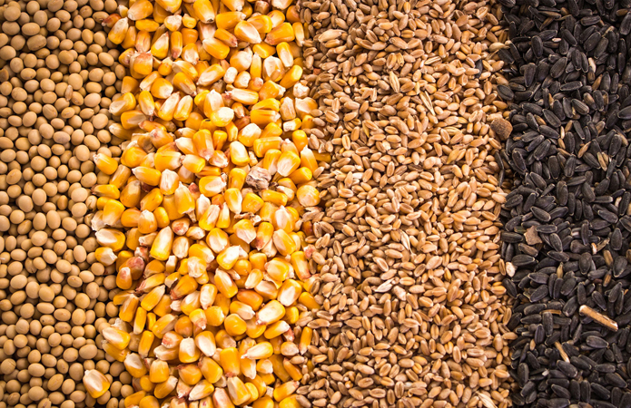 Україна експортувала вже понад 8,7 мільйона тонн зернових та зернобобових