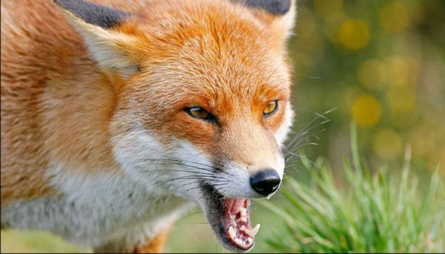 У Чернівцях скажена лисиця покусала собаку: оголошено карантин