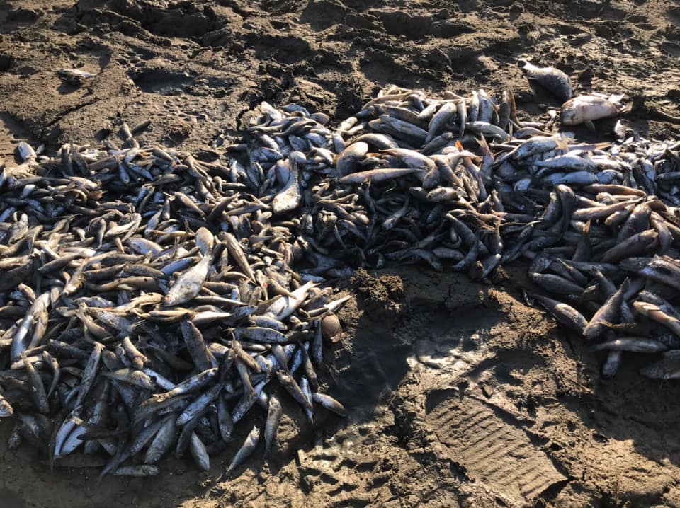 На Дністровському водосховищі зафіксували загибель риби
