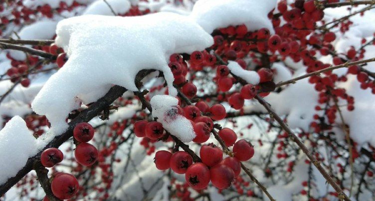 Тиждень в Україні почнеться зі снігопадів – Укргідрометцентр