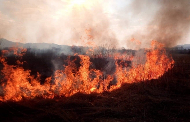 На Закарпатті внаслідок спалювання сухої трави горіла Долина нарцисів (фото, відео)
