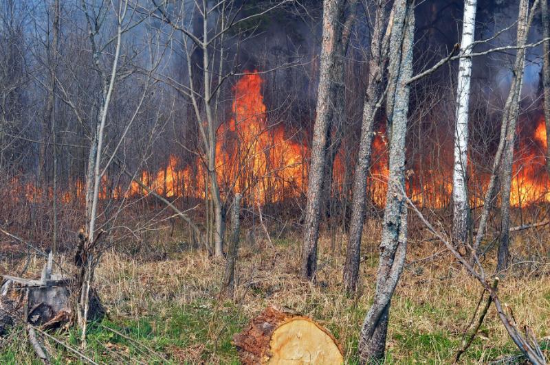 У Чорнобильській зоні вже тиждень гасять пожежу, радіаційний фон у нормі