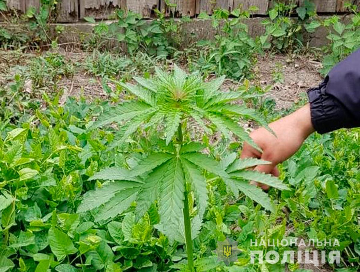 У 31-річної жительки Мамаївців на городі виявили рослини конопель – поліція