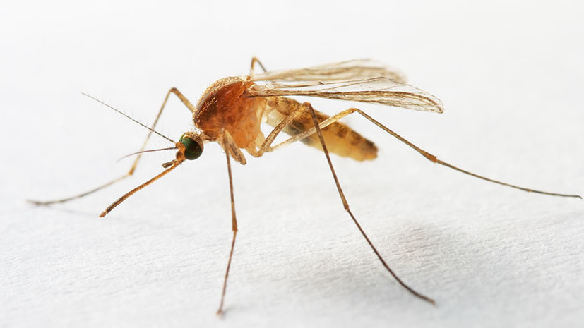 COVID-19 через комах не передається – епідеміолог