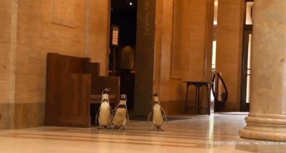 Карантин у США: У Канзас-Сіті трьох пінгвінів повели на екскурсію до музею