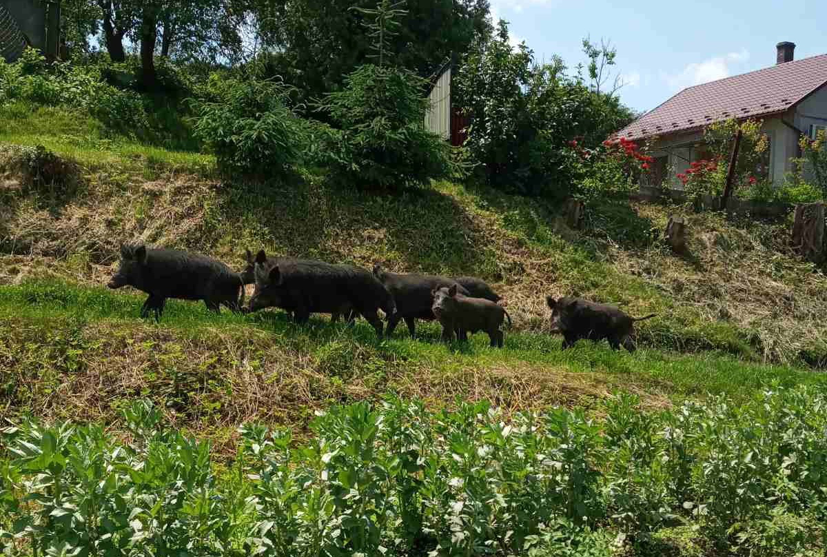 У селі Суховерхів помітили зграю диких свиней (фото)