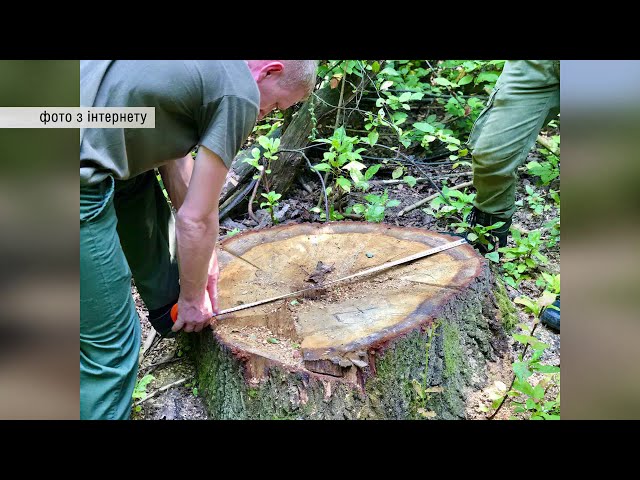 Незаконний видобуток надр та вирубку лісів зафіксували на Буковині