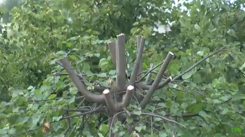 Знесли 16 аварійних дерев: у Чернівцях трест зеленого господарства облагородив 37 локацій