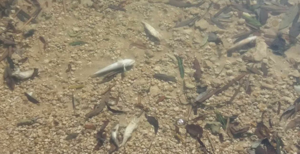 На Дністровському водосховищі зафіксовано загибель риби