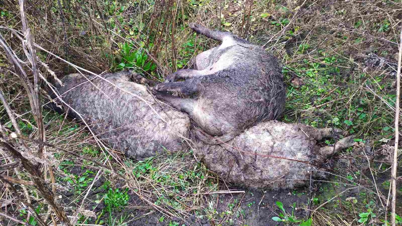 На Кіцманщині виявили трупи свиней, які заражені АЧС