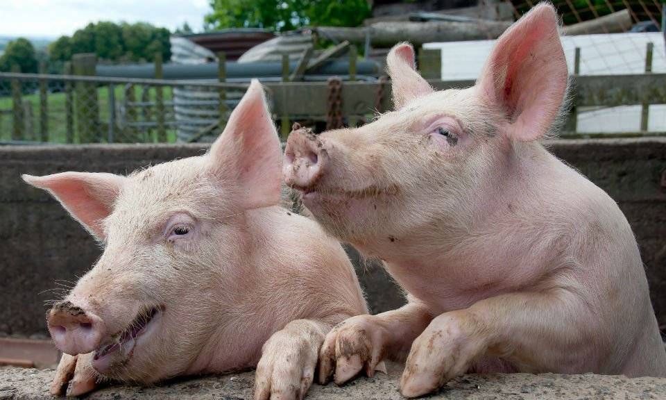 На Буковині зафіксували новий осередок спалаху африканської чуми свиней