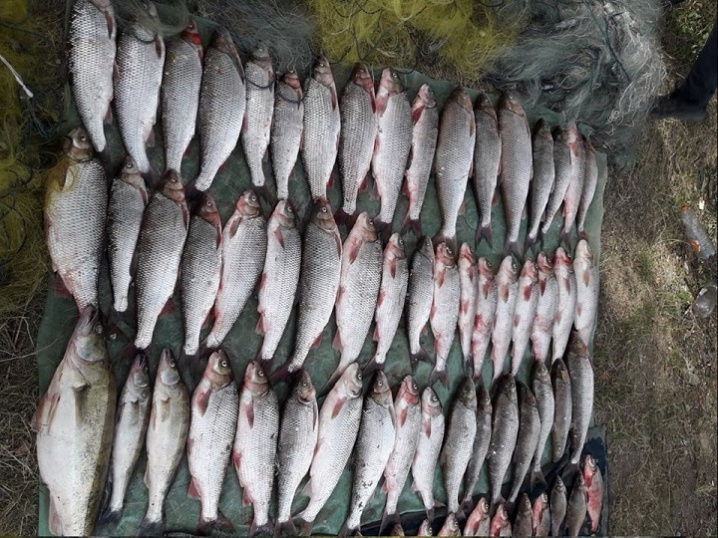 Наловили риби на півмільйона —  оштрафували на 17 тисяч: на Буковині покарали браконьєрів
