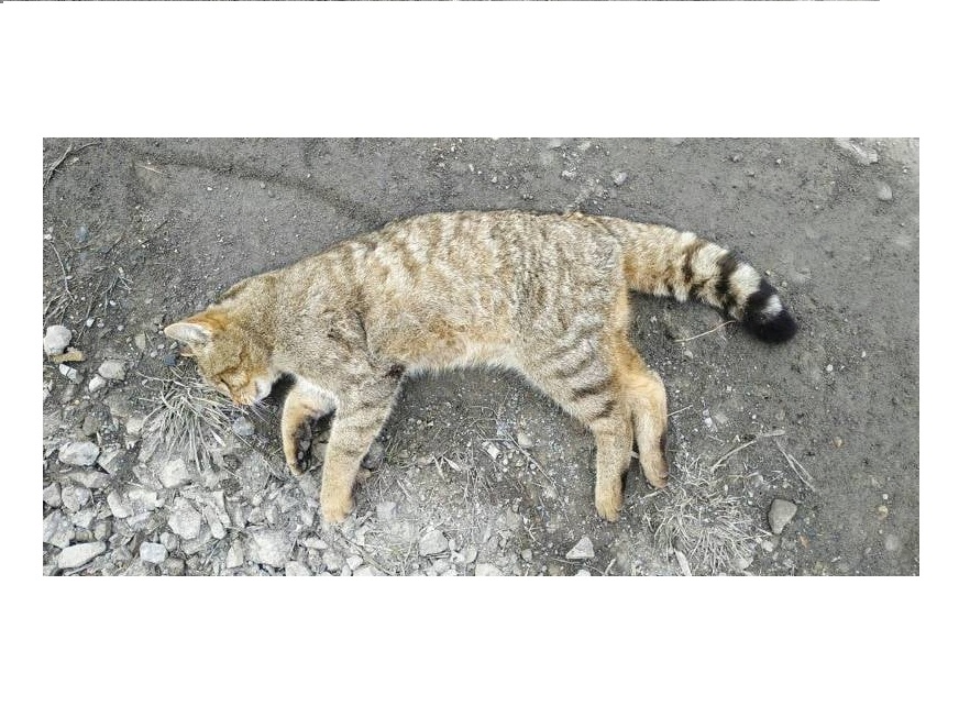 На Буковині виявили кота лісового — зникаючого представника української фауни