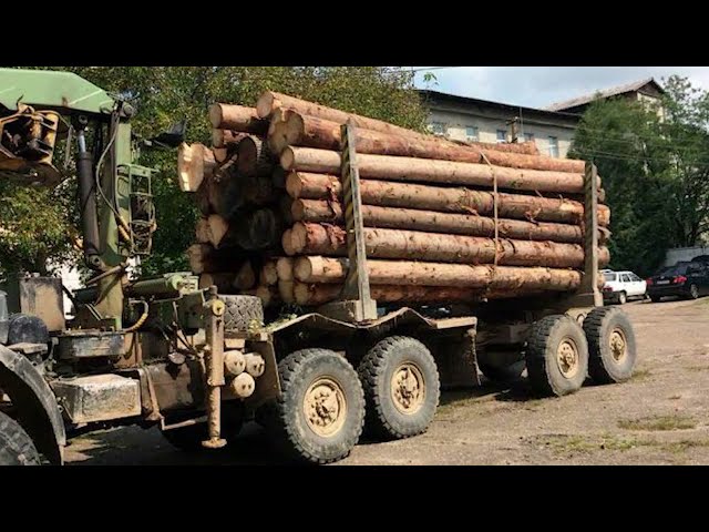 Чернівецький лісгосп оштрафували за незаконну вирубку дерев на 254 тисячі гривень