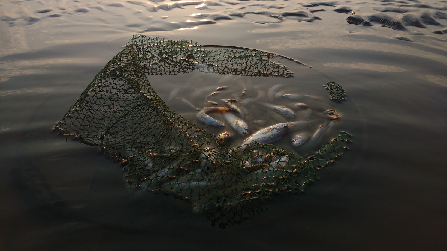 Наловили риби на 250 тисяч гривень: на Буковині браконьєри продовжують незаконний вилов