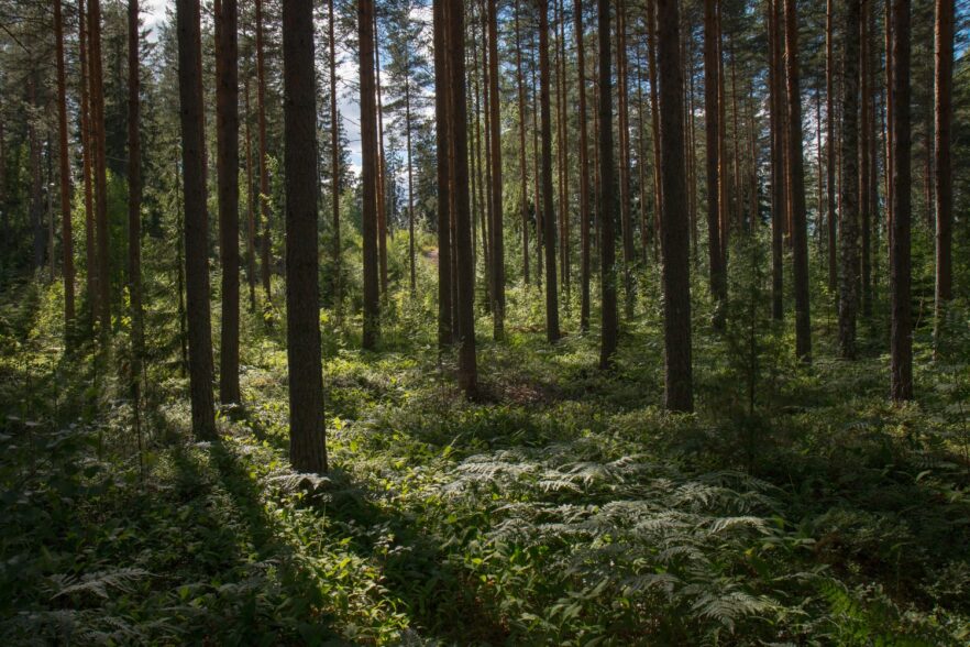 Завдав збитків на понад 870 тисяч гривень: ДБР повідомило про підозру ліснику на Буковині
