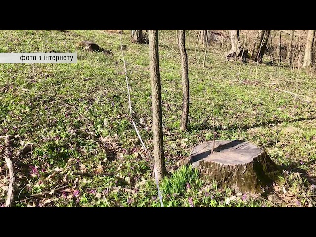 На території Герцаївського держспецлісництва незаконно вирубали дерев майже на мільйон гривень