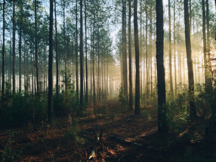 Незаконно передали землі лісового фонду у приватну власність: на Буковині повідомили про підозру посадовцю сільради