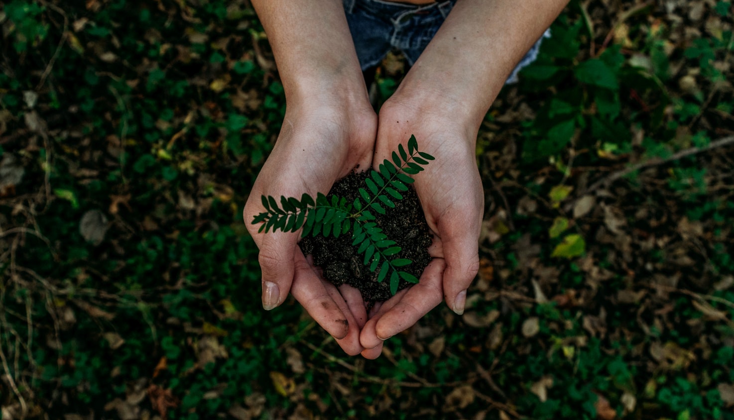 1 мільйон дерев за 24 години: як на Буковині долучаються до міжнарожної акції “Озеленення планети”