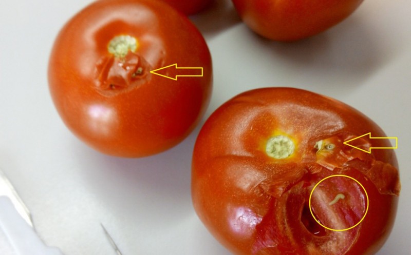 Завезли помідори з шкідниками: на Буковині виявили Південноамериканську томатну міль