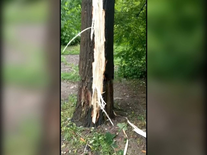 У Чернівцях на вулиці Героїв Майдану блискавка влучила у дерево