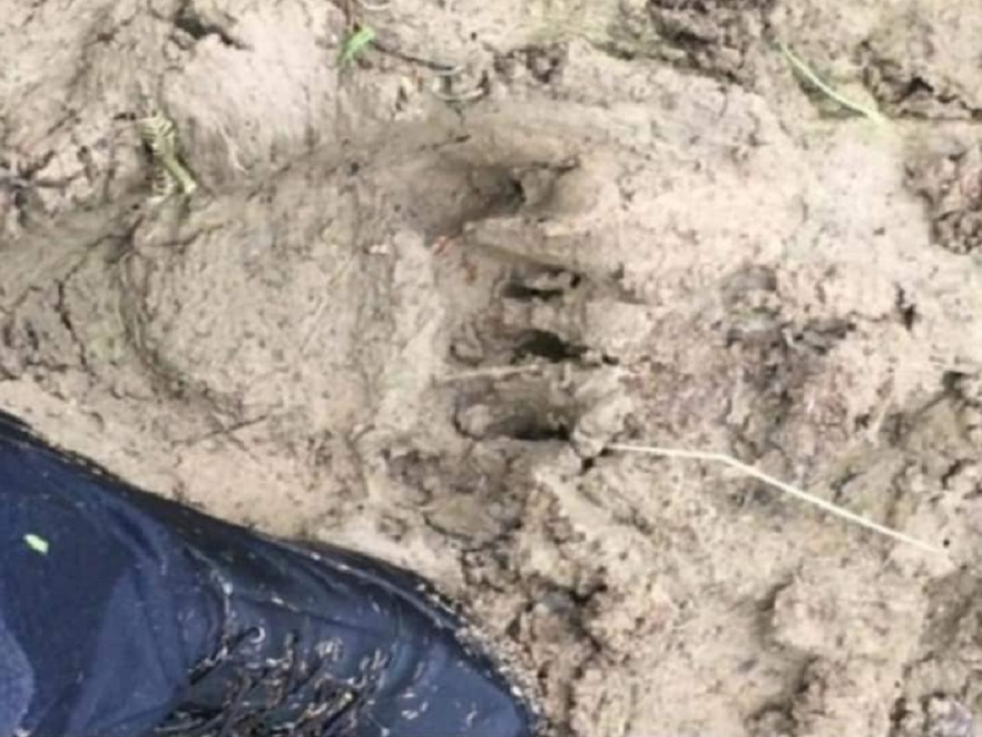 На Буковині оселився ведмідь: спеціалісти застерігають від походів у Ревнянський ліс