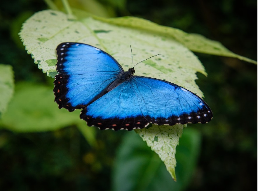 Покажуть фото рідкісних метеликів: у Чернівецькому обласному краєзнавчому музеї відкриють виставку